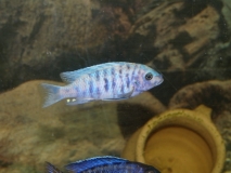 Maylandia zebra Makonde (mâle MC)