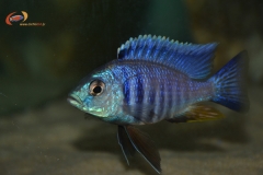 Copadichromis sp.