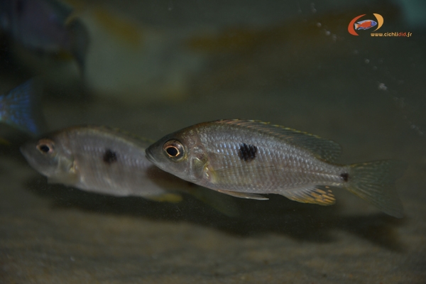 Copadichromis sp.