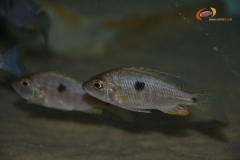 Copadichromis sp.