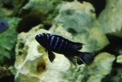 Cynotilapia zebroides Ndonga (Male)