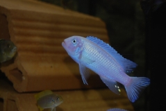Maylandia callainos Nkatantenga Island (Male)