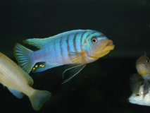 Maylandia fainzilberi Ikombe (Mâle)