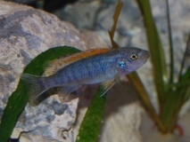 Labeotropheus trewavasae Chimwalani Reef (Femelle)