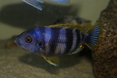 Petrotilapia sp. 