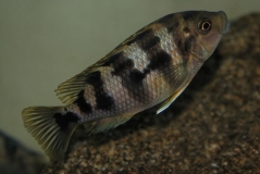 Petrotilapia sp. 