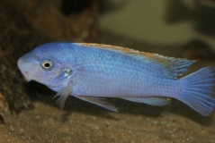 Labeotropheus fuelleborni Chipoka(Mâle)