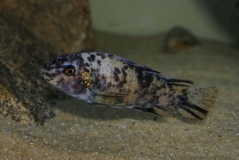 Labeotropheus fuelleborni Chipoka(Femelle)