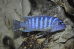 Maylandia xanstomachus Maleri Island (Mâle)