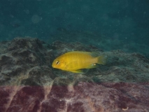 Tropheops macrophthalmus  Same Bay (Mâle)
