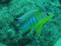 Tropheops sp. "yellow chin" Same Bay (Male)