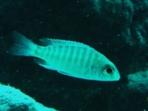 Aulonocara korneliae Same Bay(Femelle)