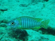 Aulonocara korneliae Same Bay (Mâle)