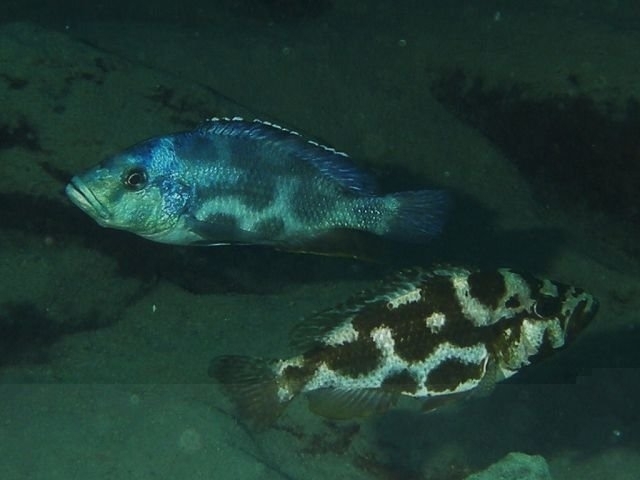 Nimbochromis livingstonii Same Bay (Couple)