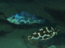 Nimbochromis livingstonii Same Bay (Couple)