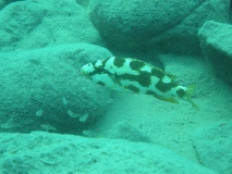 Nimbochromis livingstonii Same Bay (Femelle)