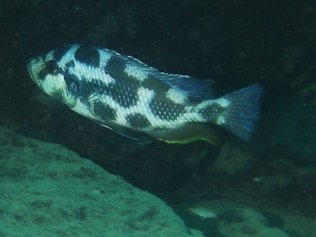 Nimbochromis livingstonii Same Bay (Male)