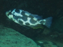Nimbochromis livingstonii Same Bay (Male)