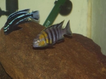 Tropheops sp. 