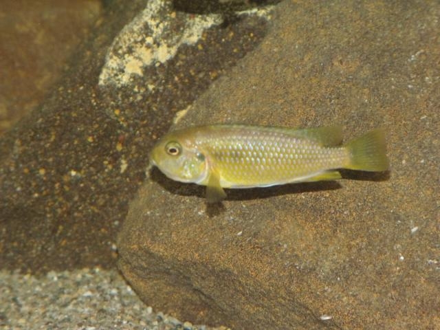 Tropheops sp. 