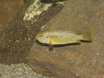 Tropheops sp. 