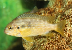 Tropheops sp. 
