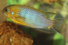 Tropheops sp. 