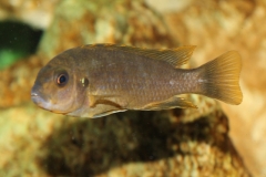 Labidochromis sp.
