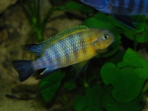 Tropheops sp. 