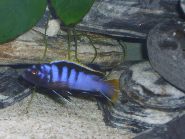 Labidochromis sp. 