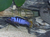 Labidochromis sp. 