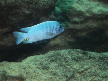 Maylandia zebra Same Bay (Mâle)