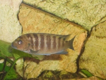 Maylandia sp. "zebra gold" Charo (Femelle)