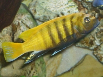 Maylandia sp. "zebra gold" Charo (Mâle)