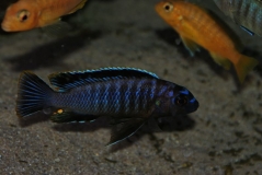 Tropheops gracilior Kanchedza (Mâle)