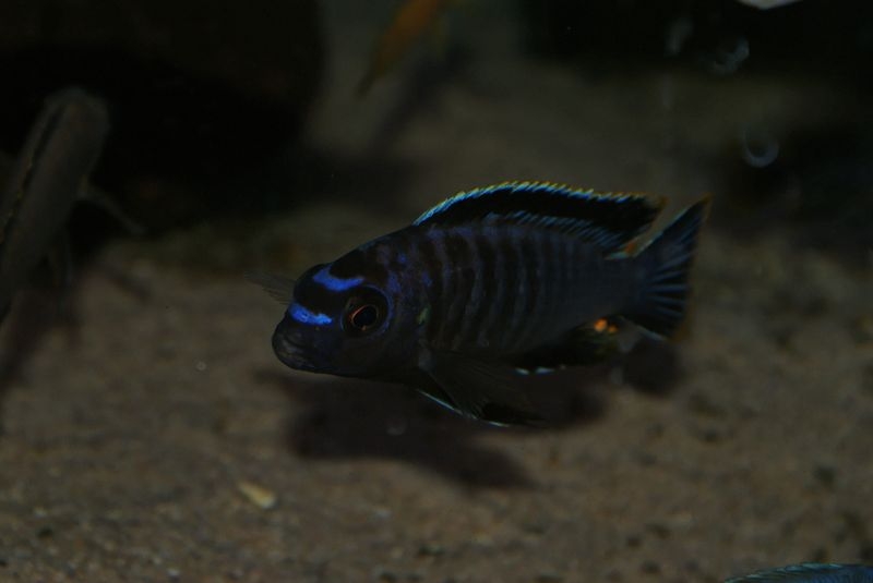 Tropheops gracilior Kanchedza (Mâle)