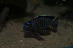 Tropheops gracilior Kanchedza (Mâle)