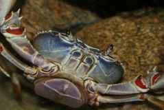 Potamonautus orbitospinus (femelle)