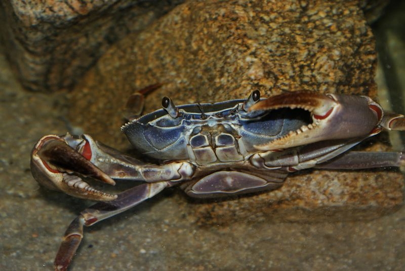 Potamonautus orbitospinus (femelle)