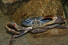 Potamonautus orbitospinus (femelle)