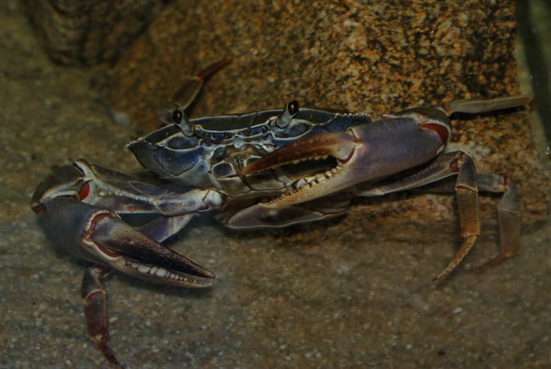Potamonautus orbitospinus (femelle)