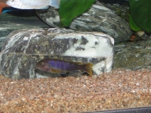 Labidochromis sp. 