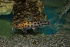 Synodontis njassae