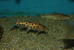 Synodontis njassae