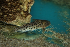 Synodontis njassae