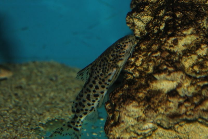 Synodontis njassae