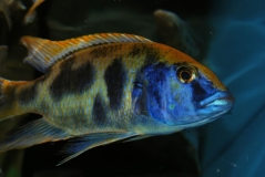 Nimbochromis venustus