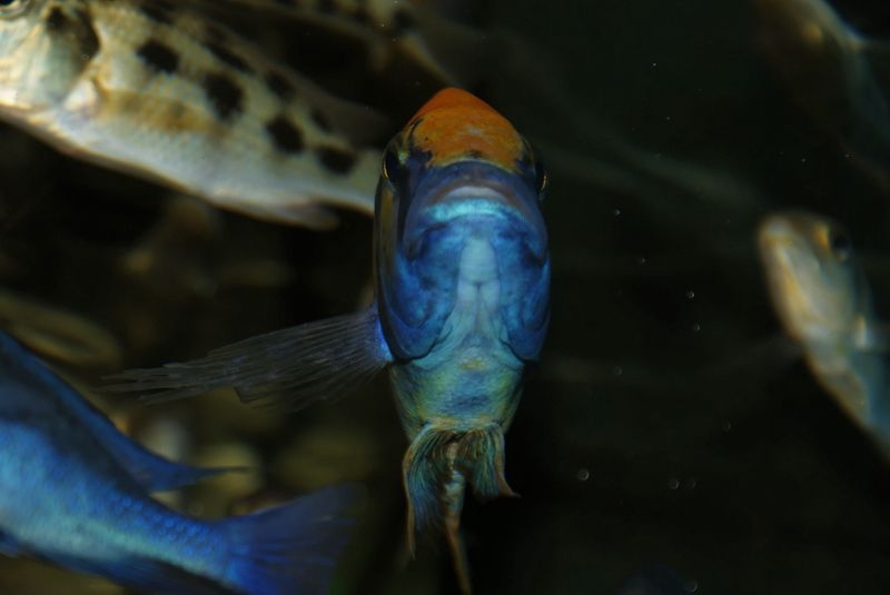 Nimbochromis venustus