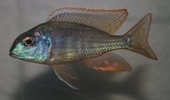 Tramitichromis lituris Mdoka (Male)