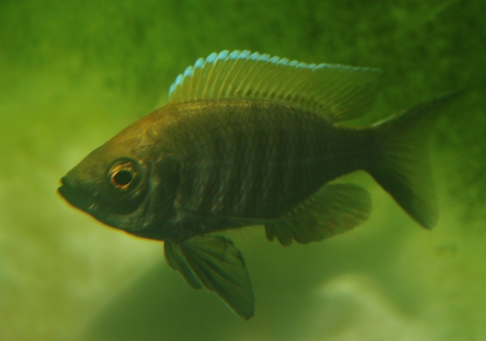Copadichromis virginalis gold crest (Male)